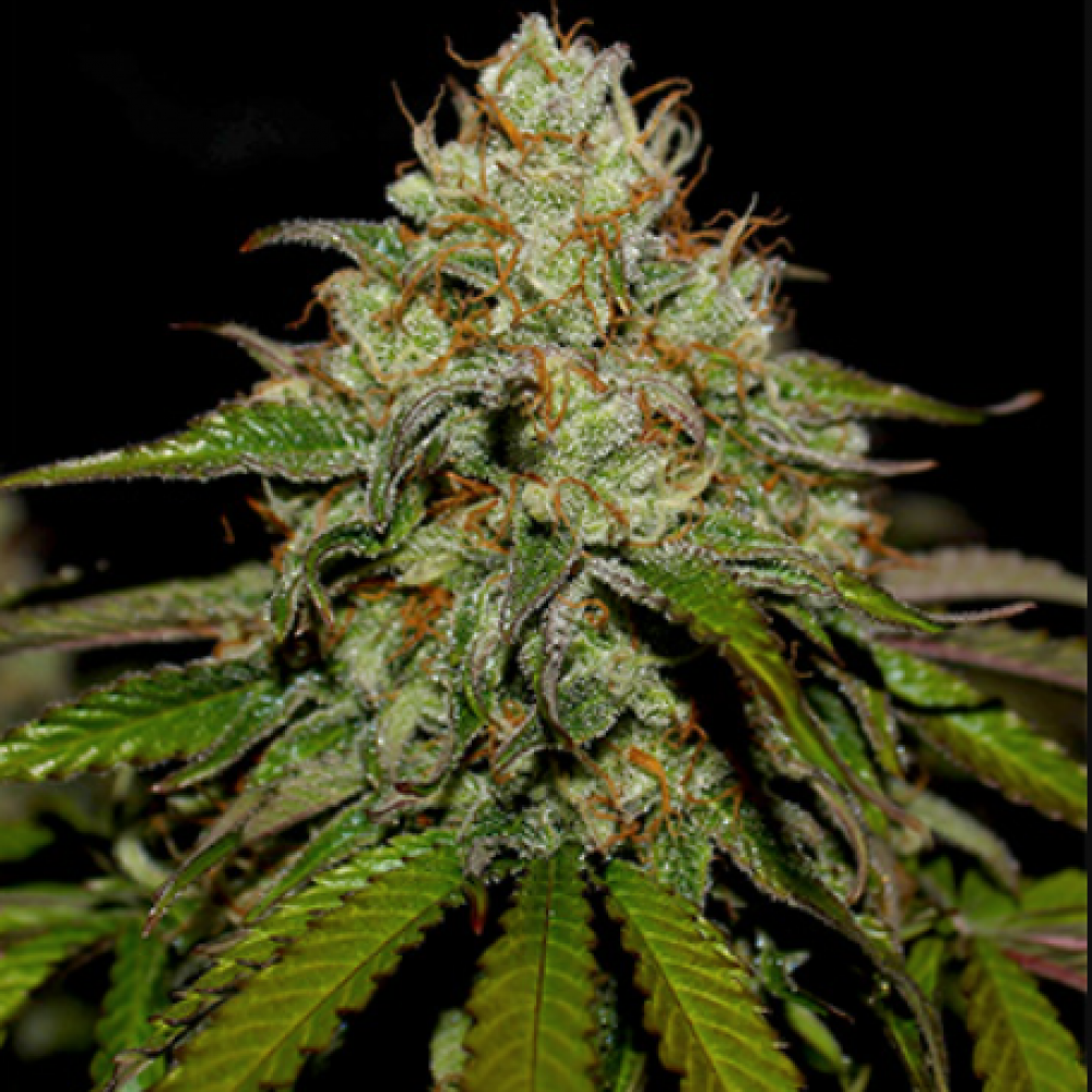 Семена конопли Tangie Feminized от Marley Seedbank